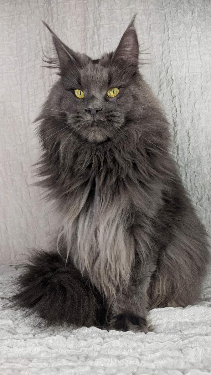 Maine coon