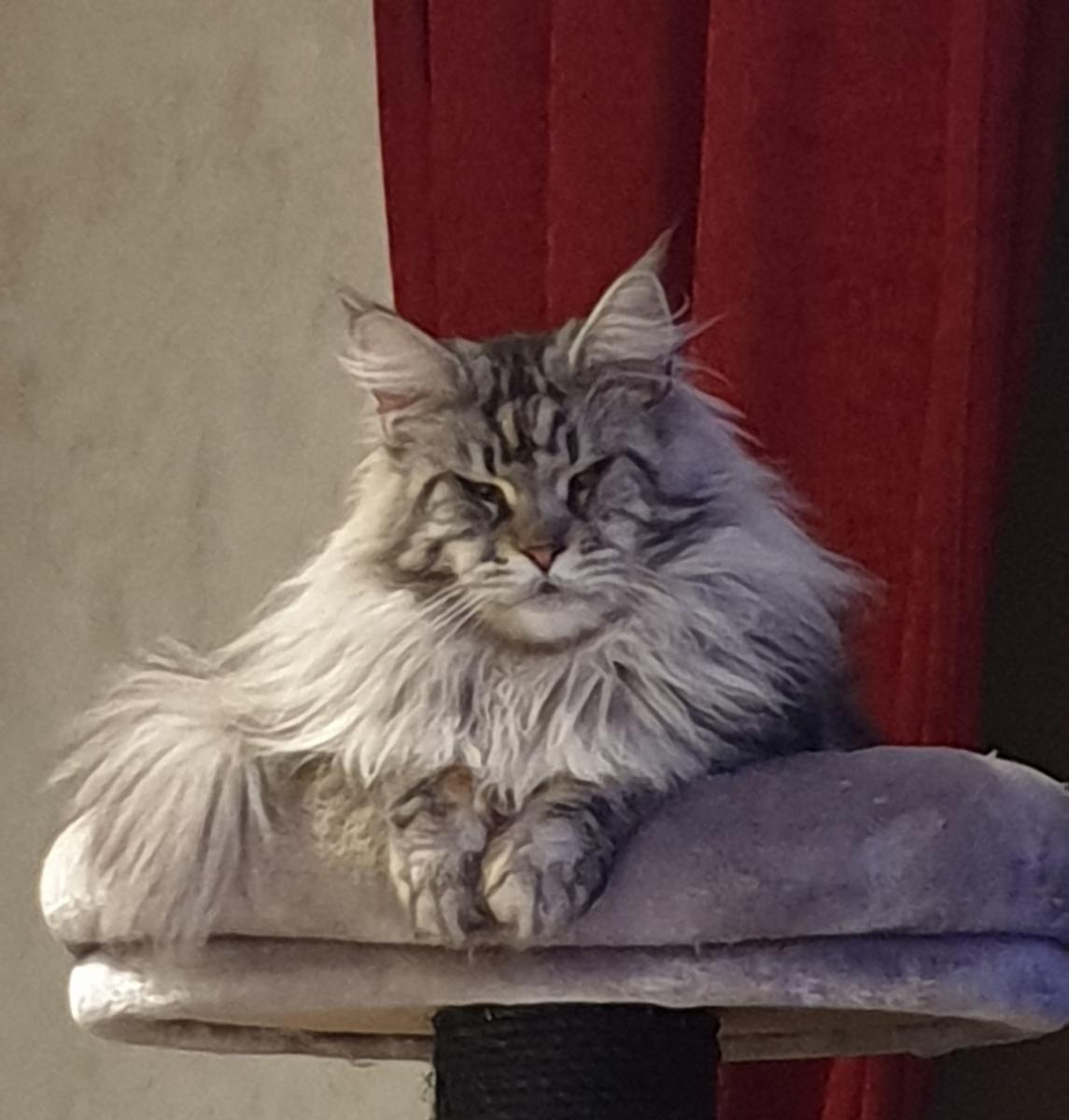 Maine coon