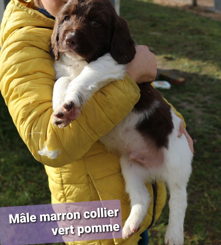 English springer spaniel