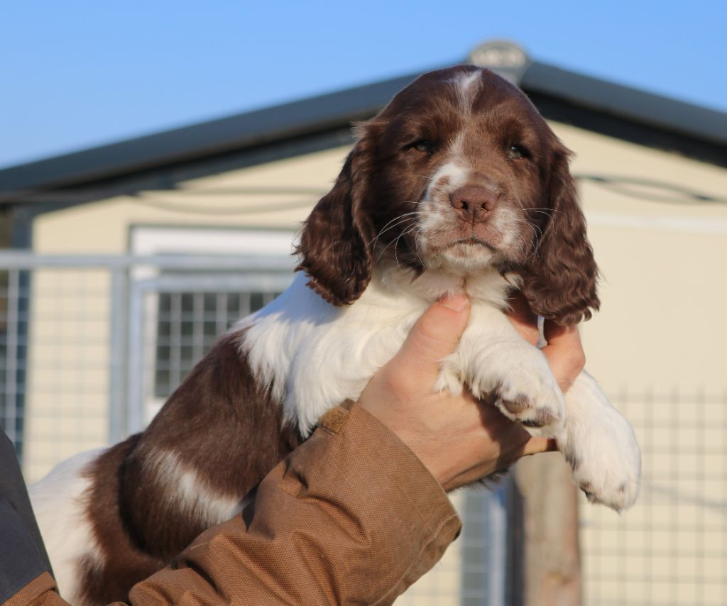 English springer spaniel