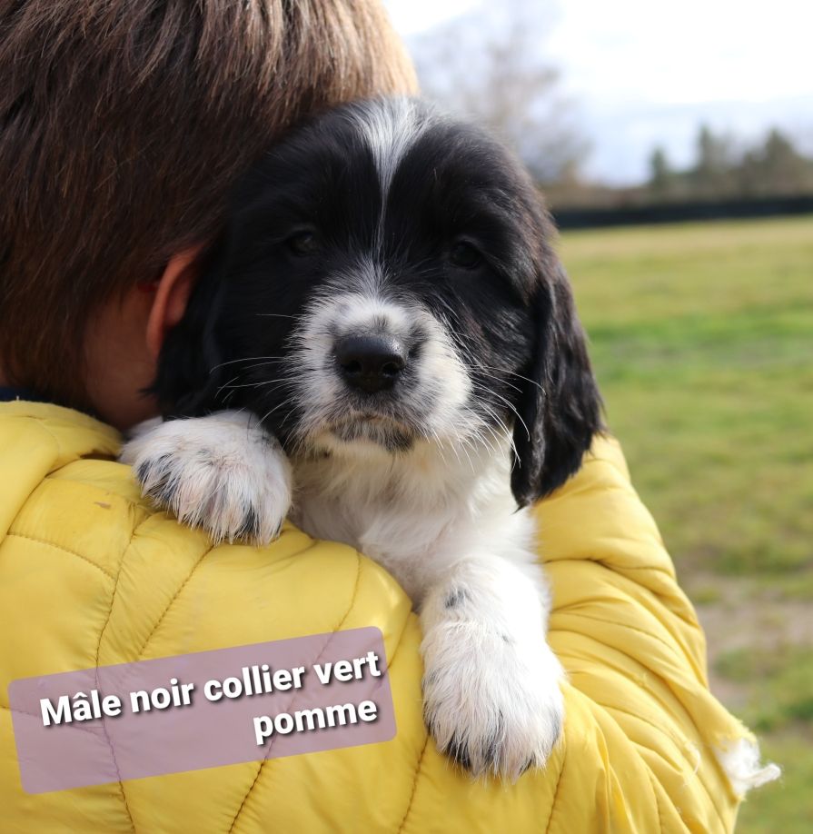 English springer spaniel