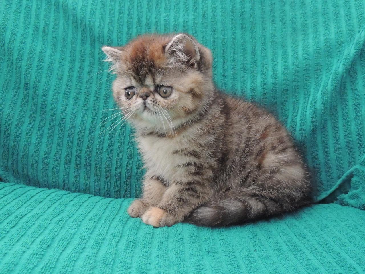 Exotic shorthair