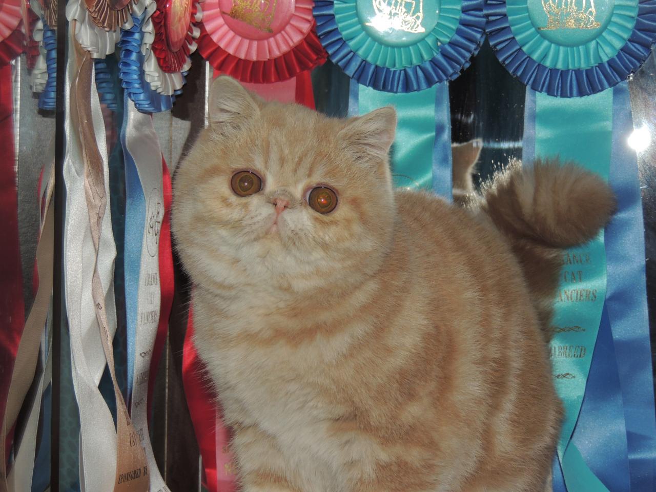 Exotic shorthair