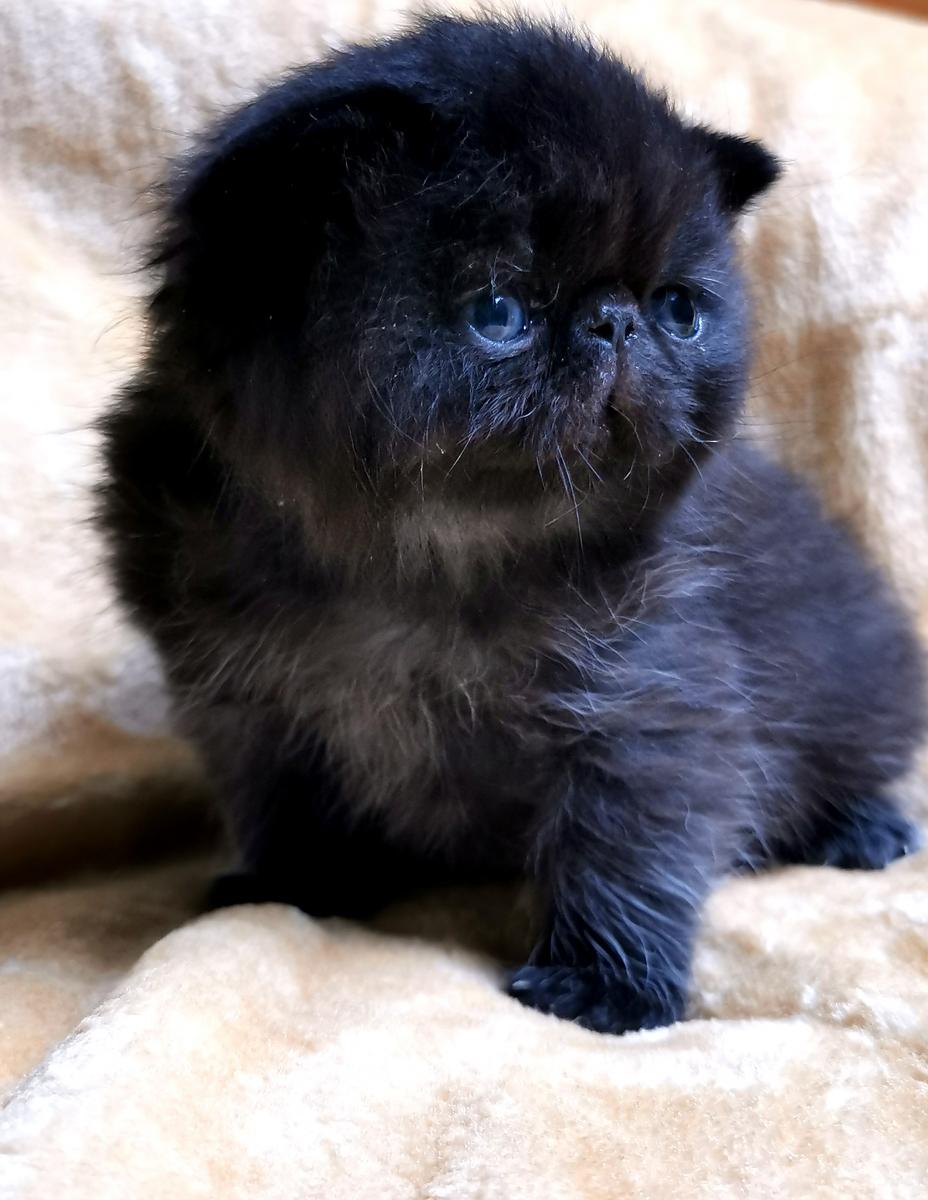 Exotic shorthair