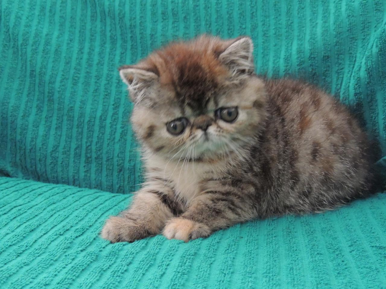 Exotic shorthair