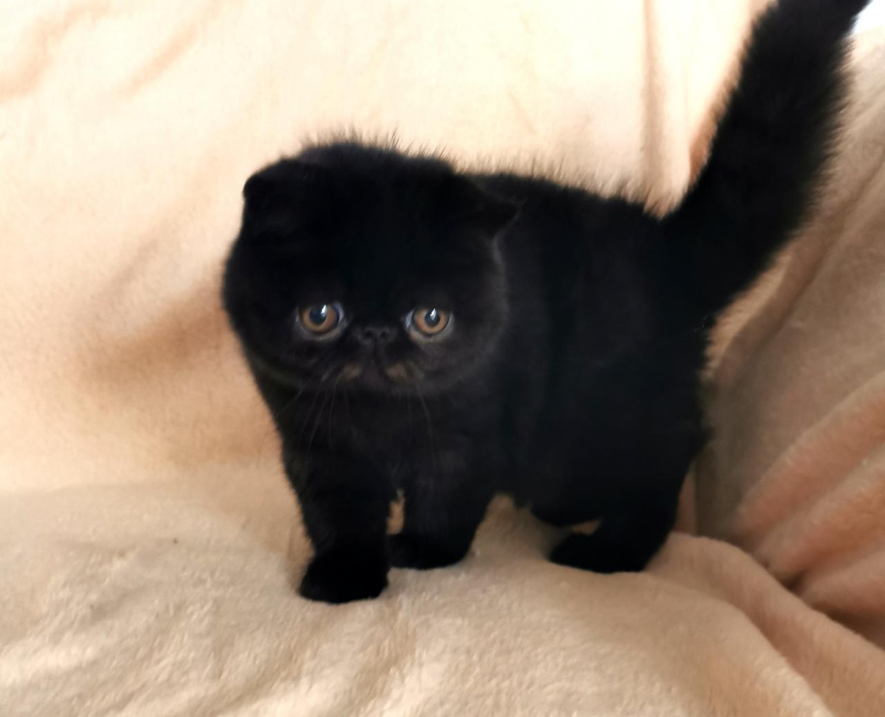 Exotic shorthair