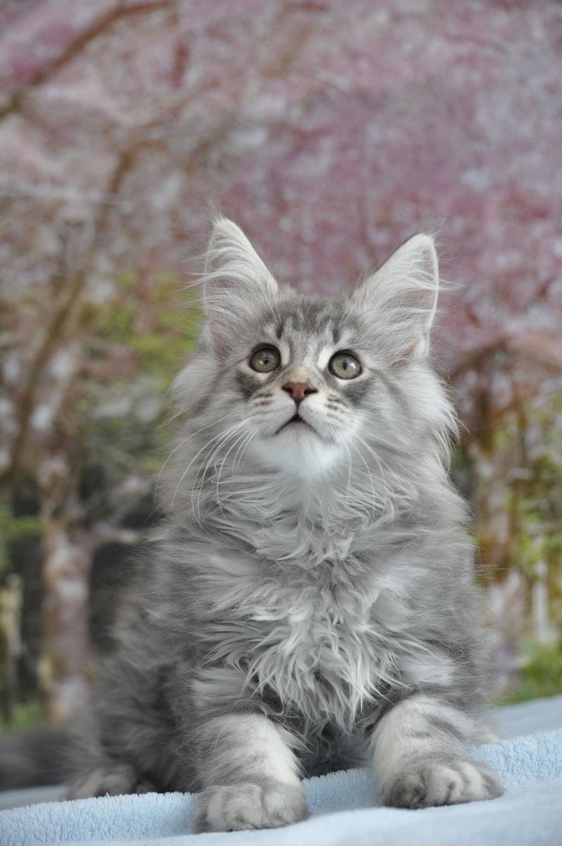 Maine coon