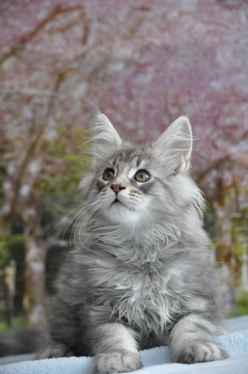 Maine coon