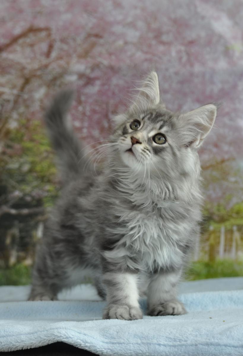 Maine coon