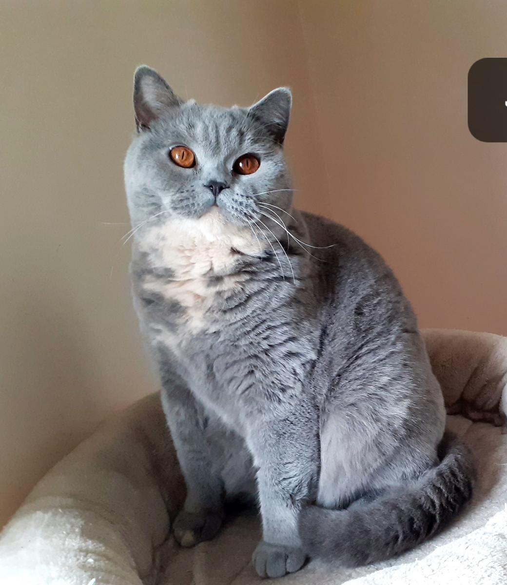 British shorthair