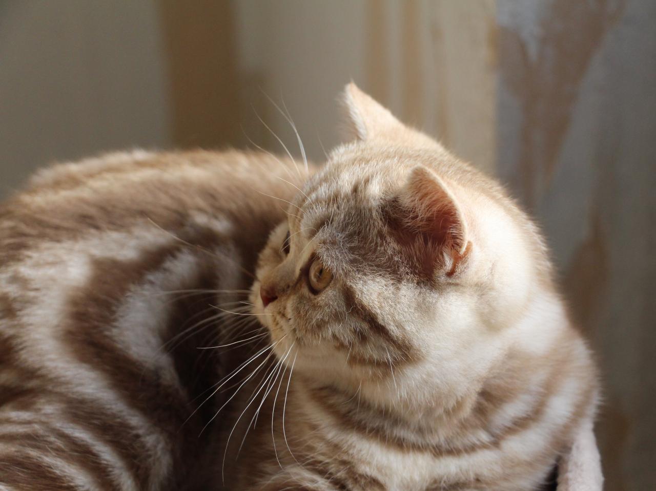 British shorthair