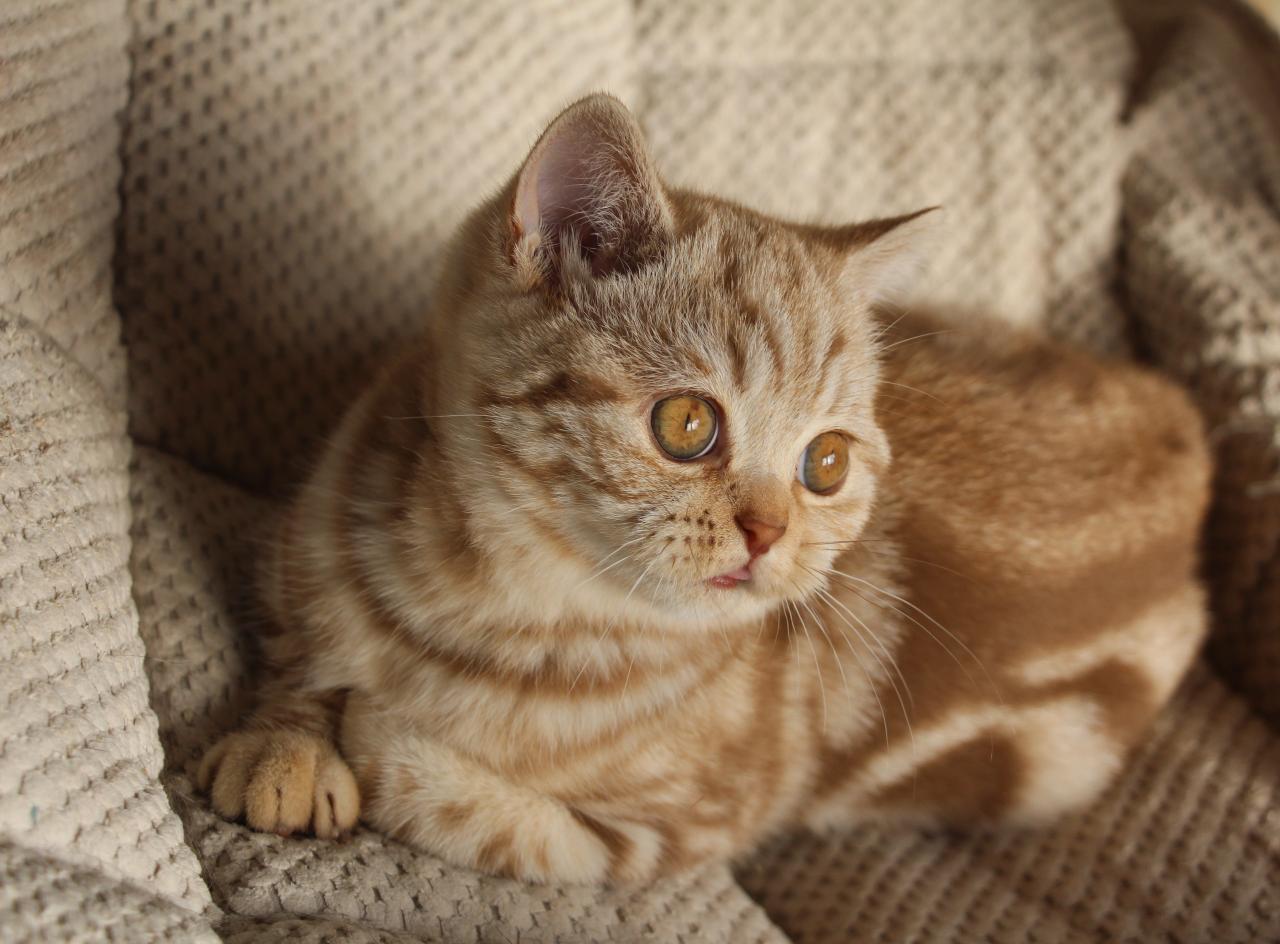 British shorthair