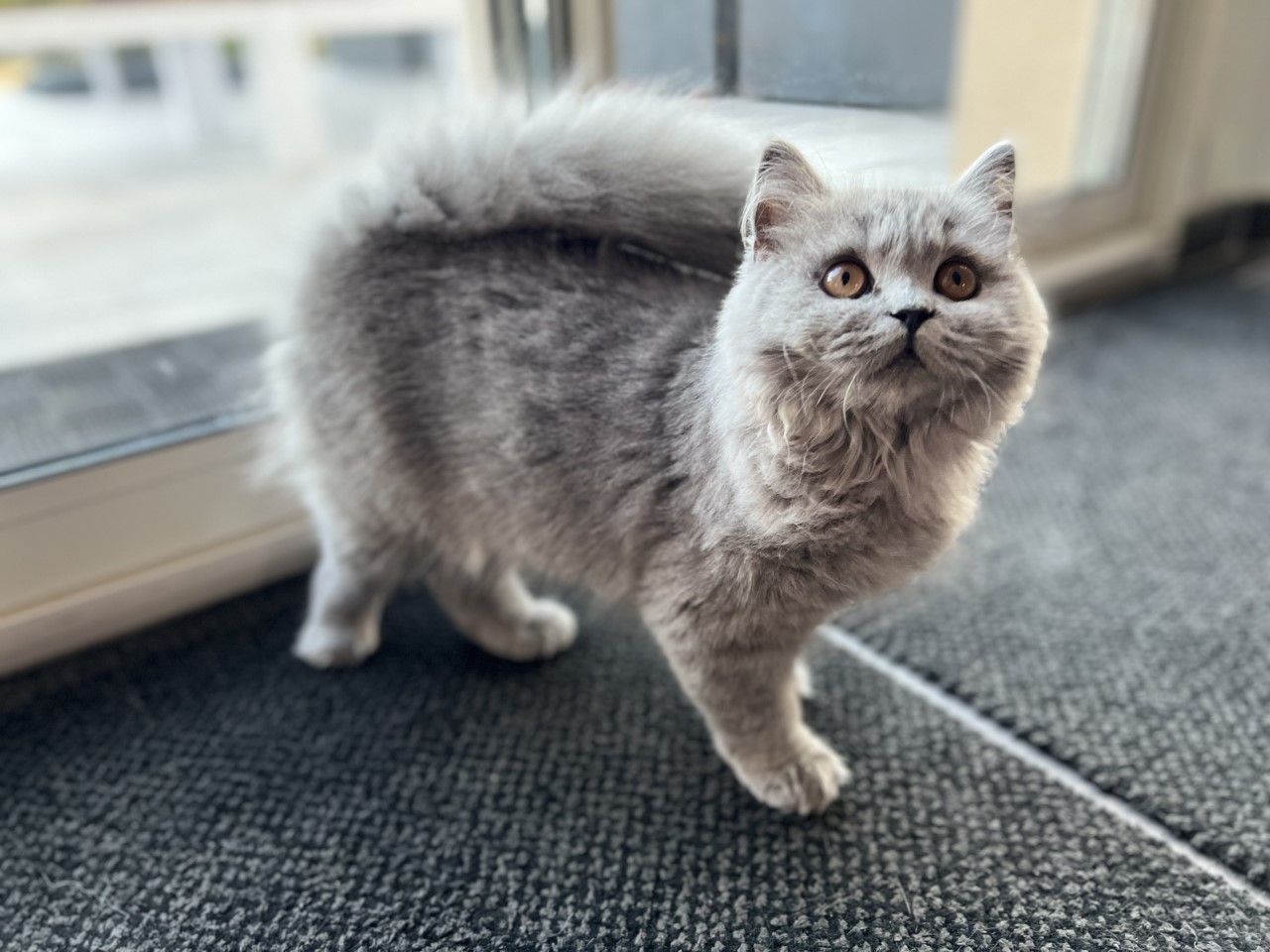 British longhair