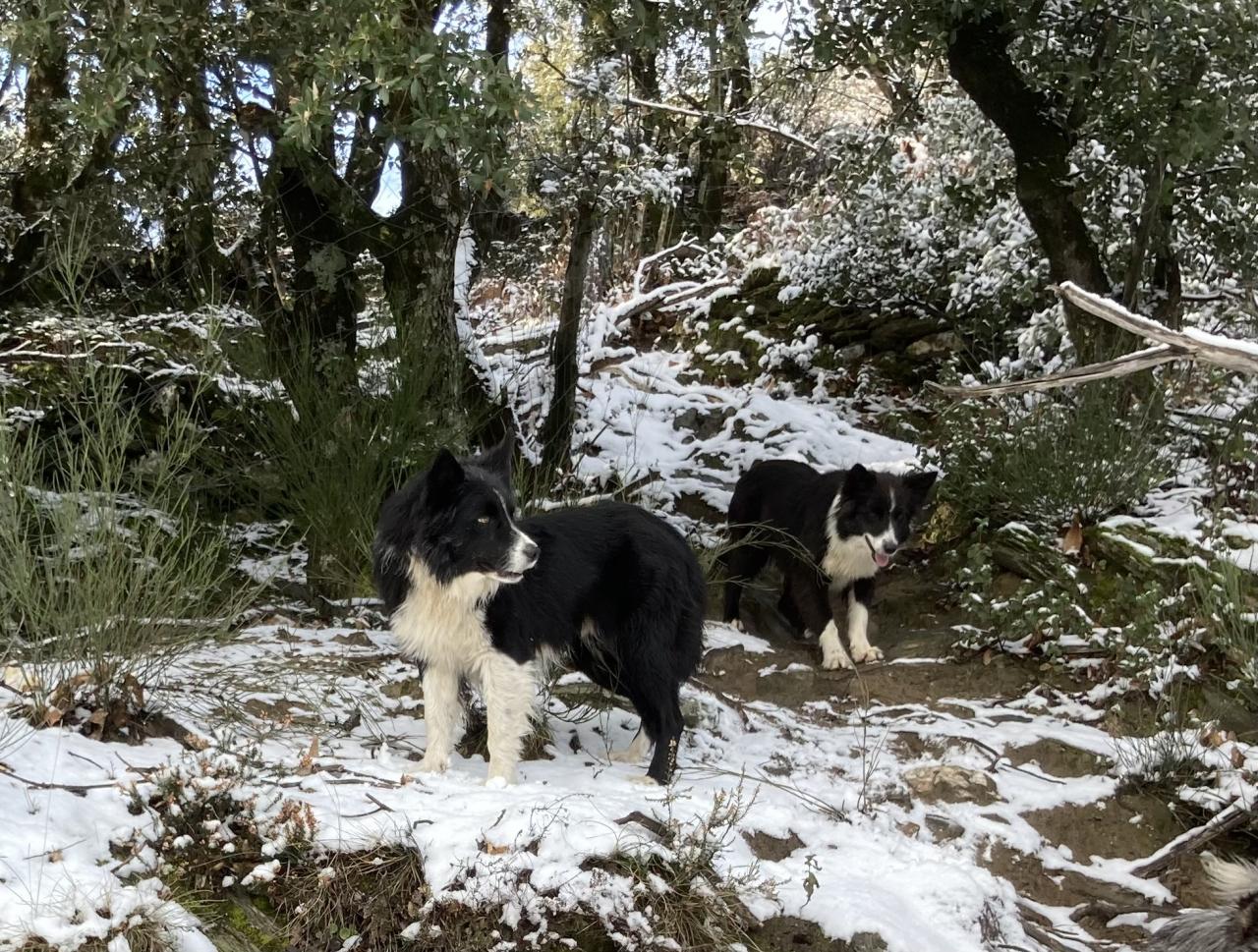 Border collie