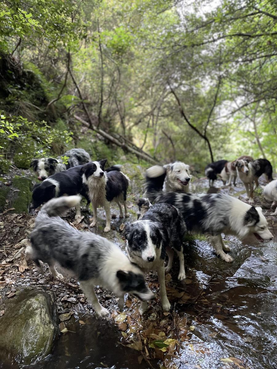 Border collie