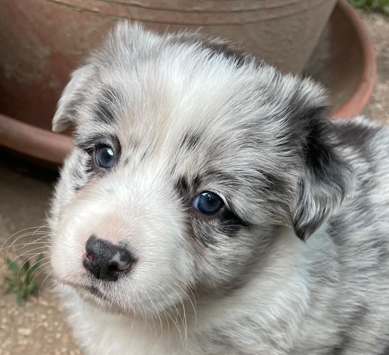 Border collie