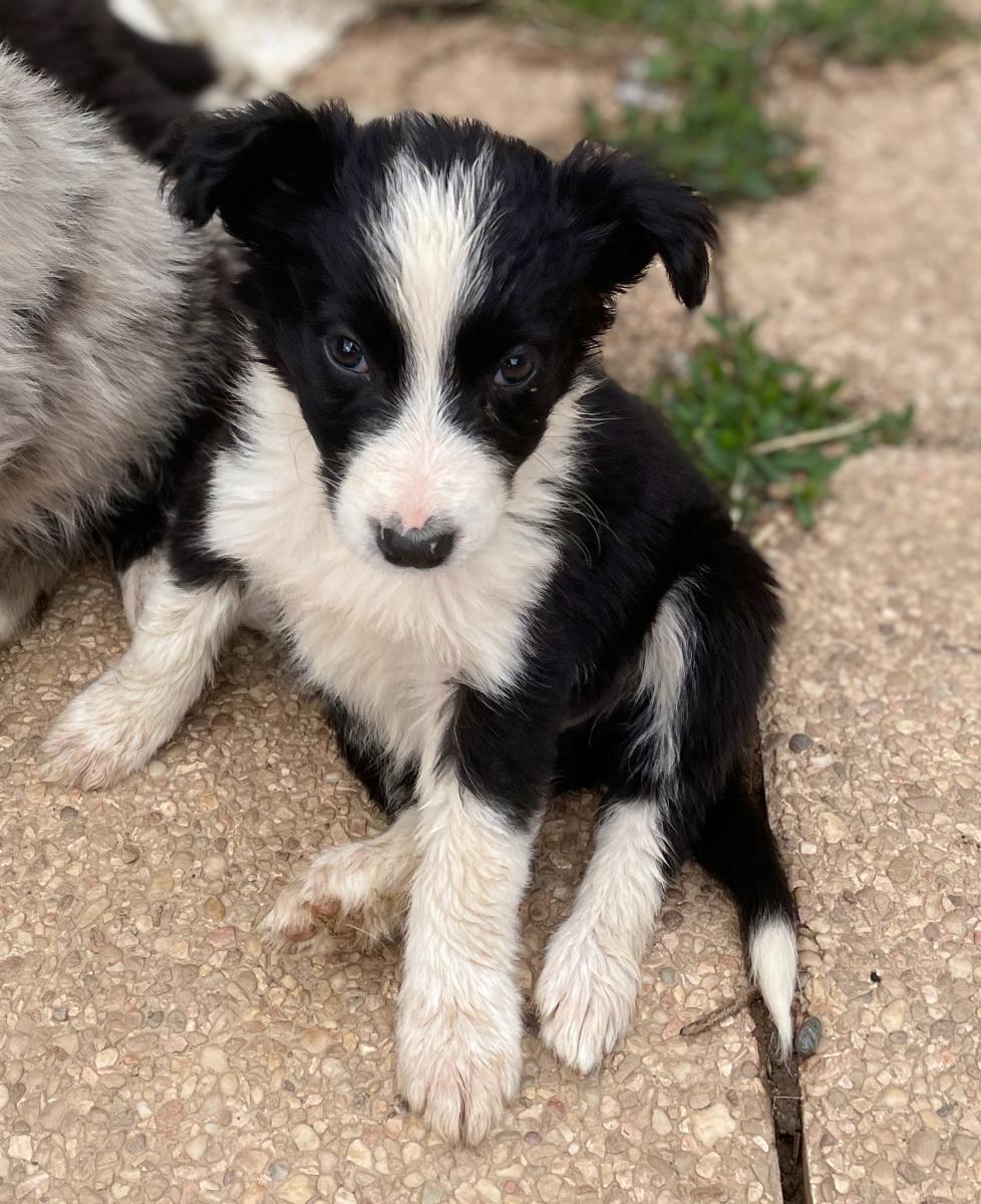 Border collie