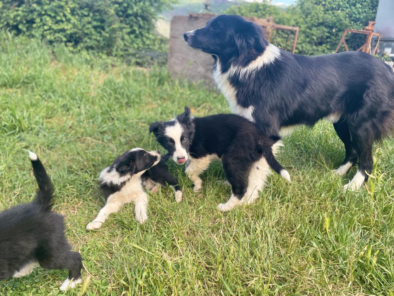 Border collie