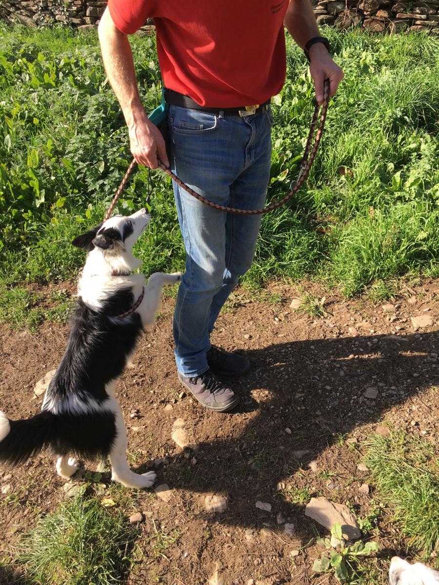 Border collie