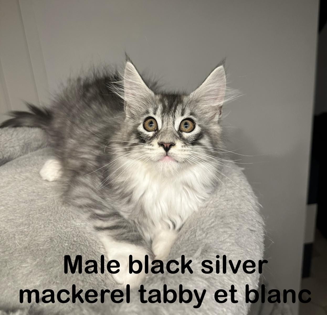 Maine coon