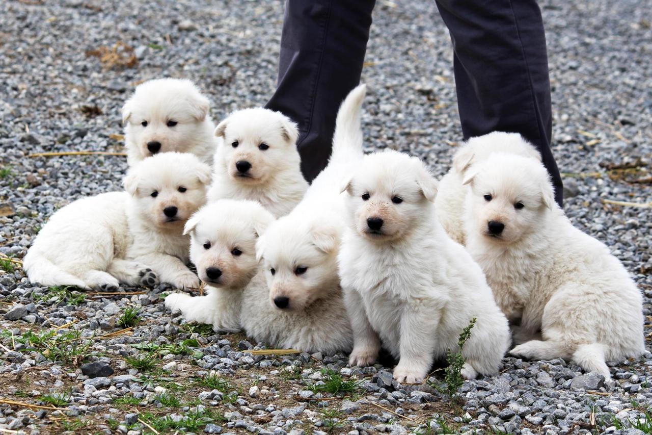 Berger blanc suisse