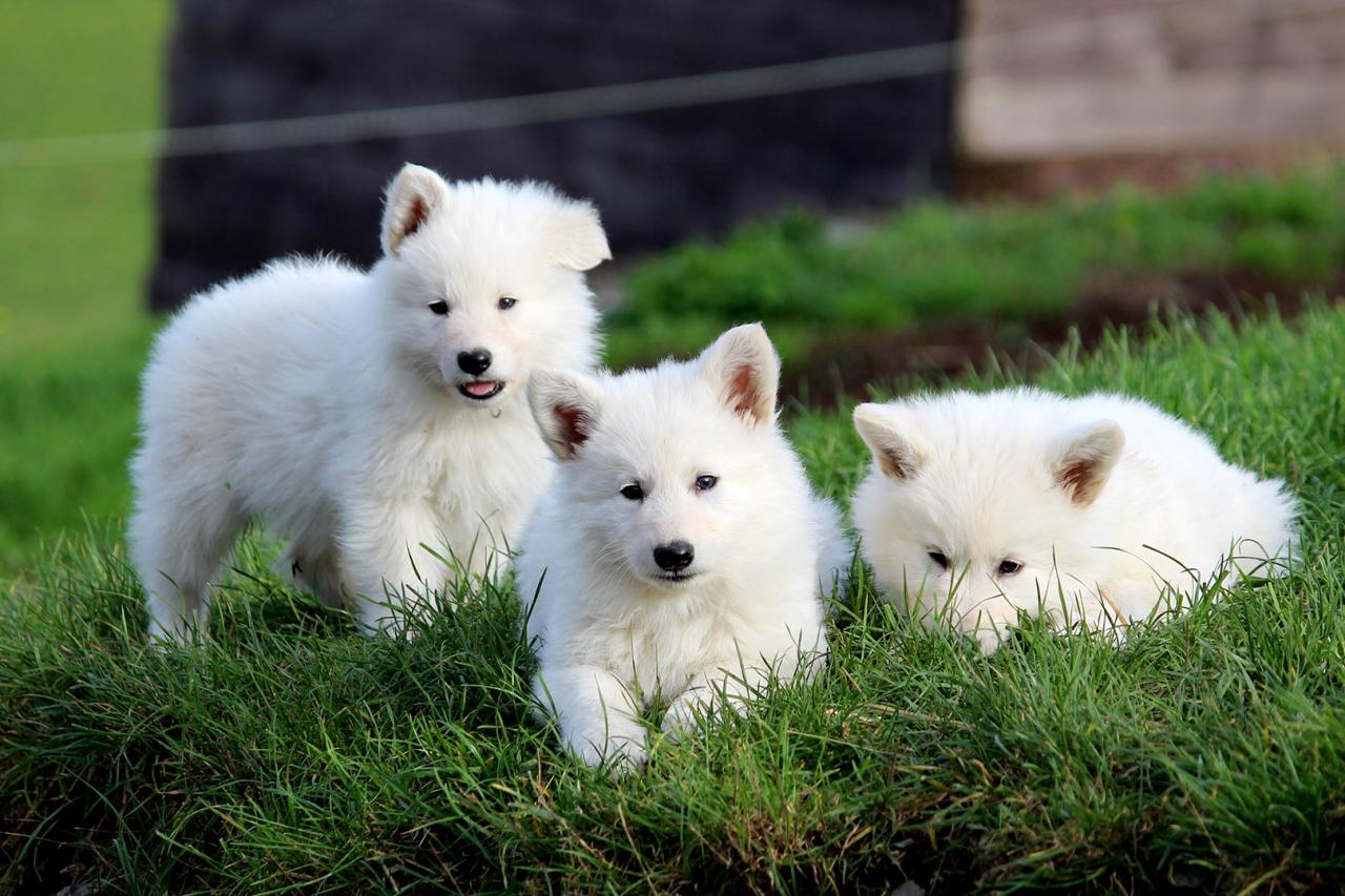 Berger blanc suisse