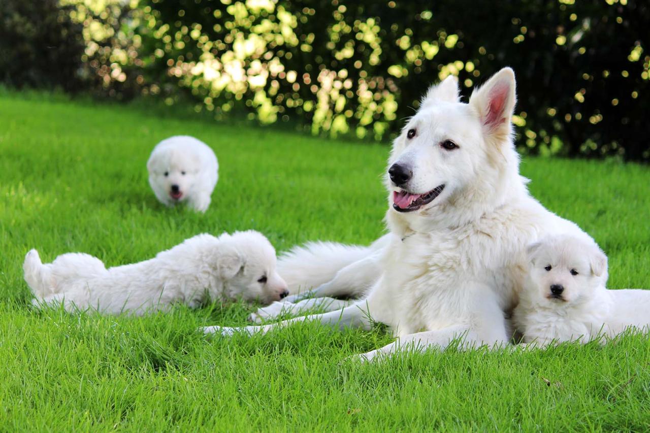 Berger blanc suisse