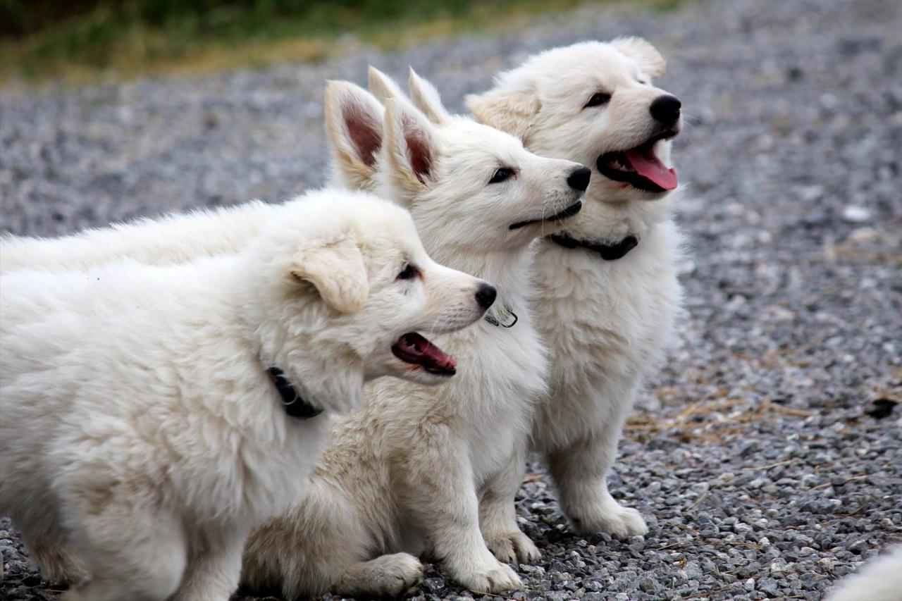 Berger blanc suisse