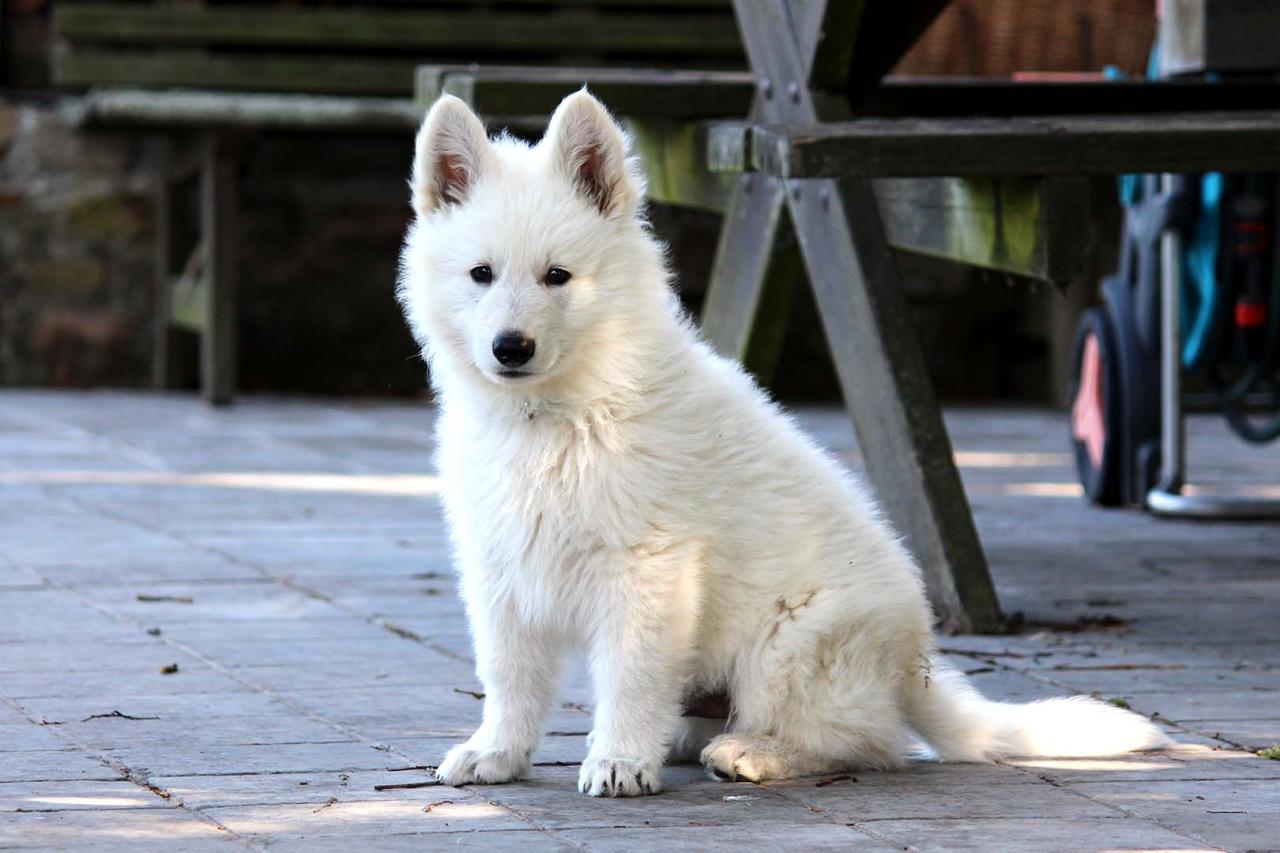 Berger blanc suisse