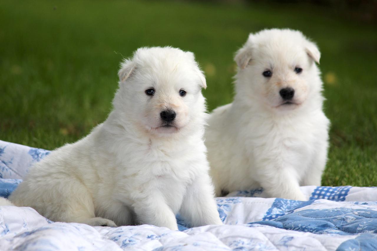 Berger blanc suisse