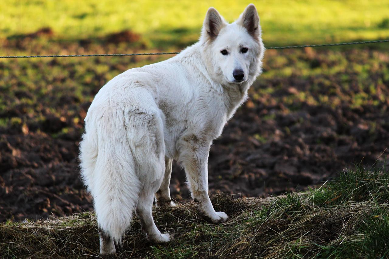 Berger blanc suisse