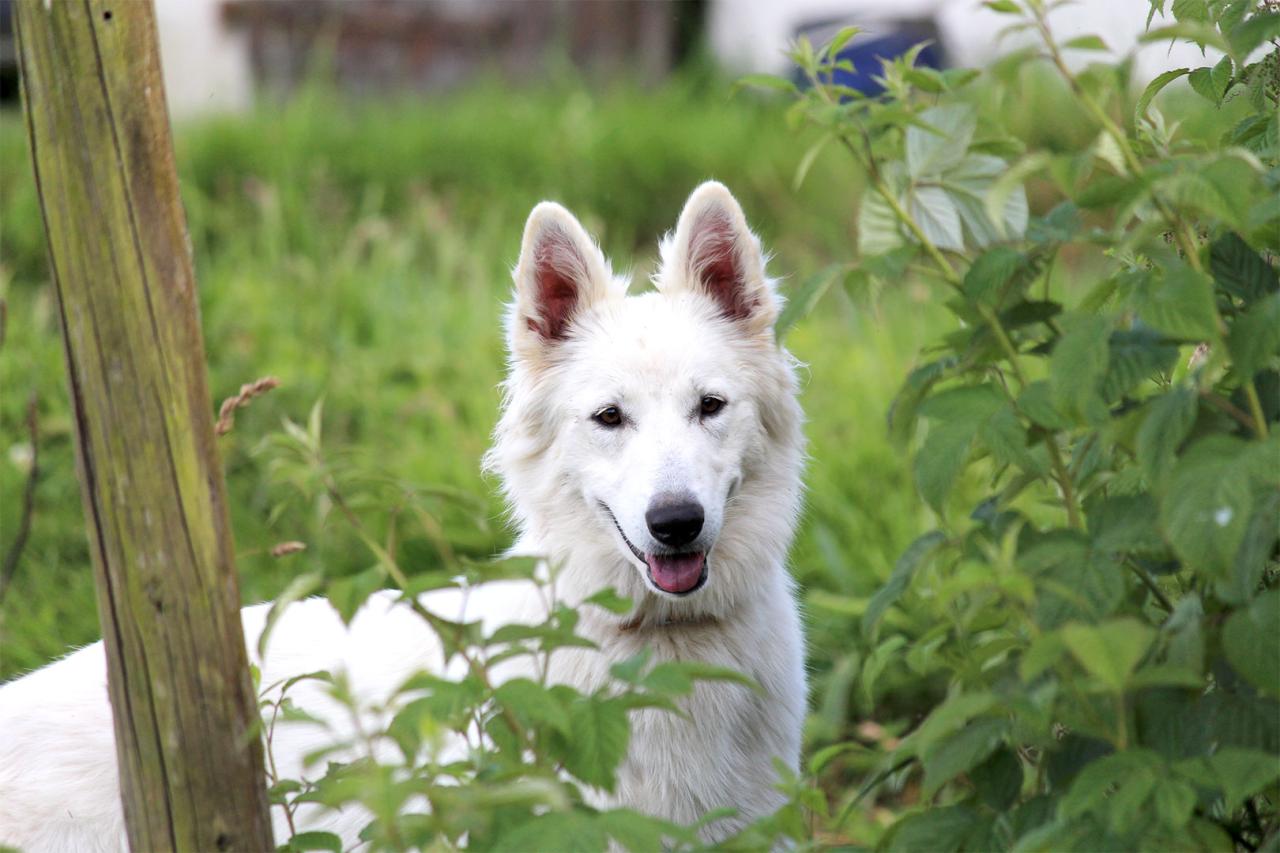 Berger blanc suisse