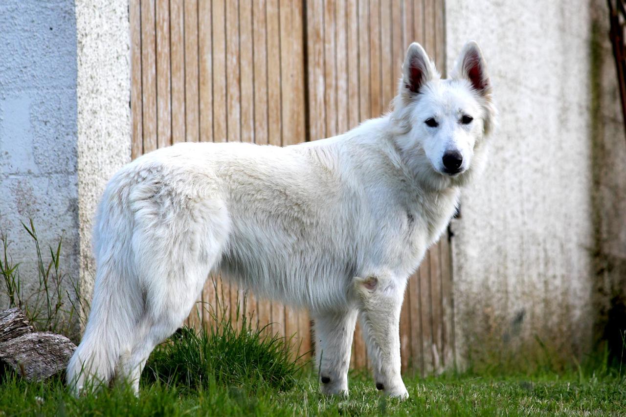 Berger blanc suisse