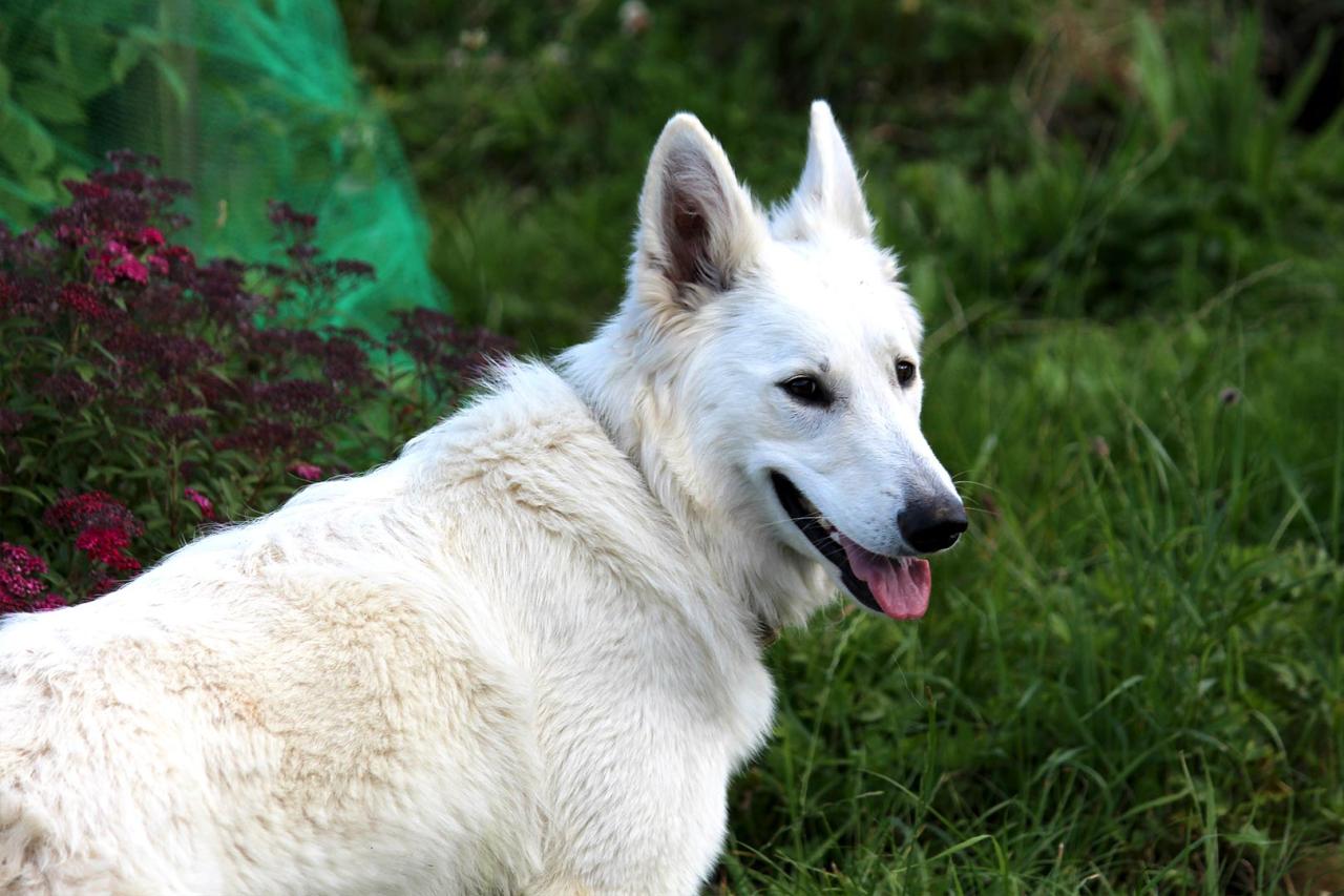 Berger blanc suisse