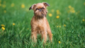 Adopter un chiot Griffon bruxellois