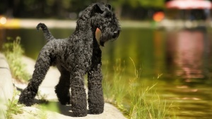 Adopter un chiot Kerry blue terrier