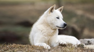 Adopter un chiot Korean jindo dog