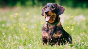 Acheter un chien Teckel poil dur adulte ou retrait d'levage