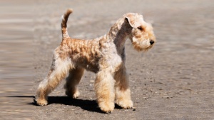 Adopter un chiot Lakeland terrier