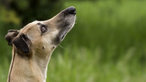 Adopter un chiot Lvrier hongrois