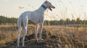 Adopter un chiot Lvrier polonais