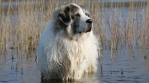 Acheter un chien Mastin des pirineo adulte ou retrait d'levage