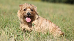 Adopter un chiot Norfolk terrier