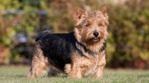 Élevages de Norwich terrier