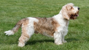 Combien cote un de Petit basset griffon venden