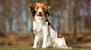 Acheter un chien Kooikerhondje adulte ou retrait d'levage