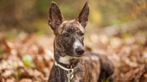 Combien cote un de Podenco canario