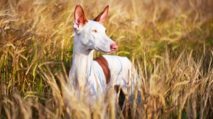 Élevages de Podenco d'ibiza poil lisse