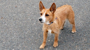 Combien cote un de Chien de garenne portugais (moyen) poil long et dur