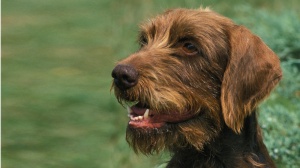 Acheter un chien Pudel pointer adulte ou retrait d'levage